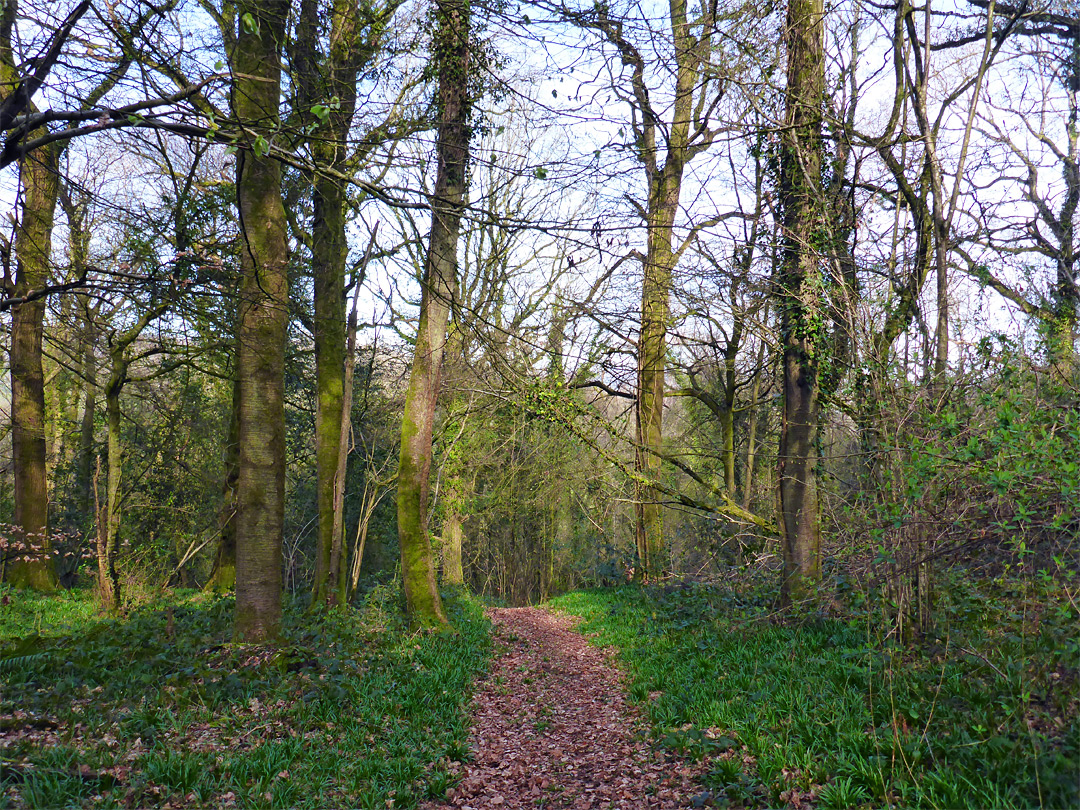 Leaves on the path