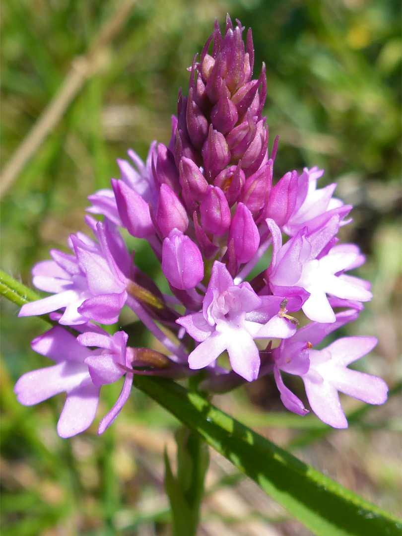 Pyramidal orchid