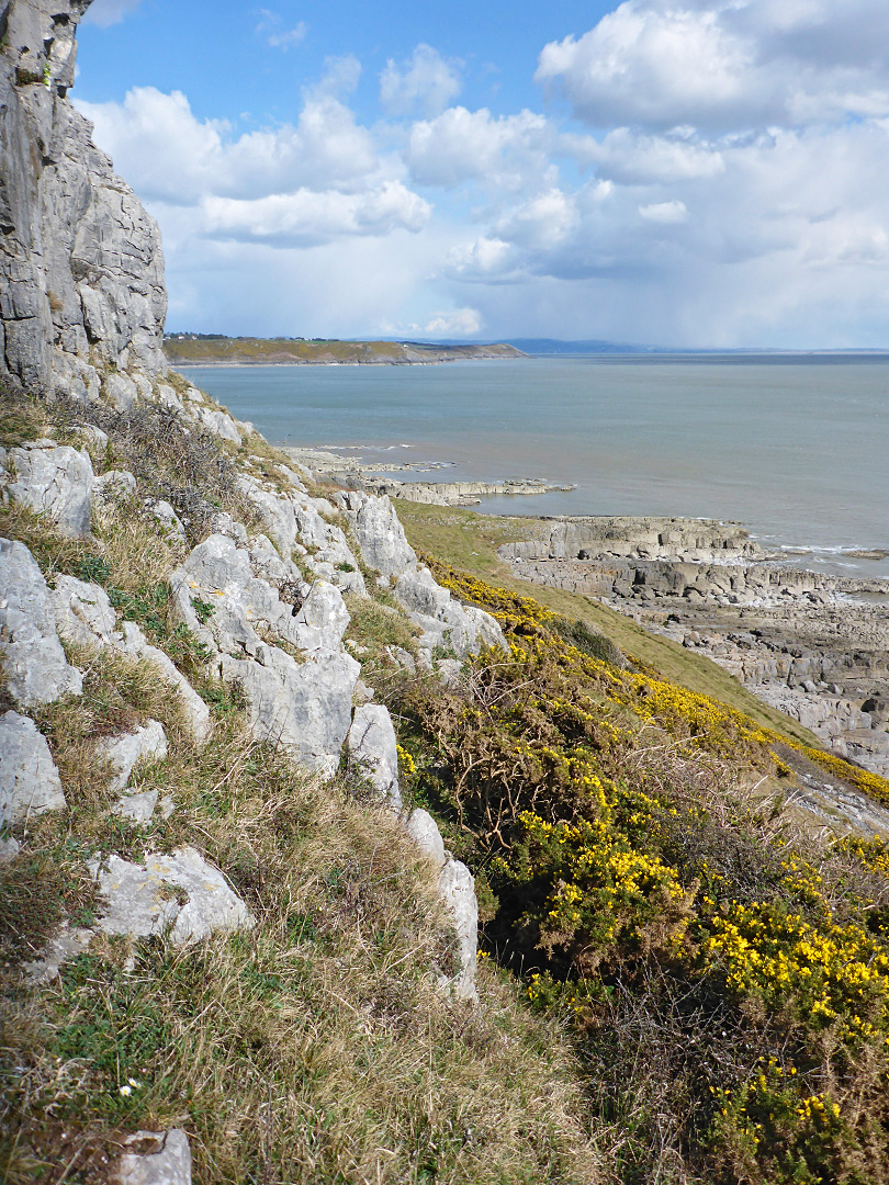 Gorse below a cliff