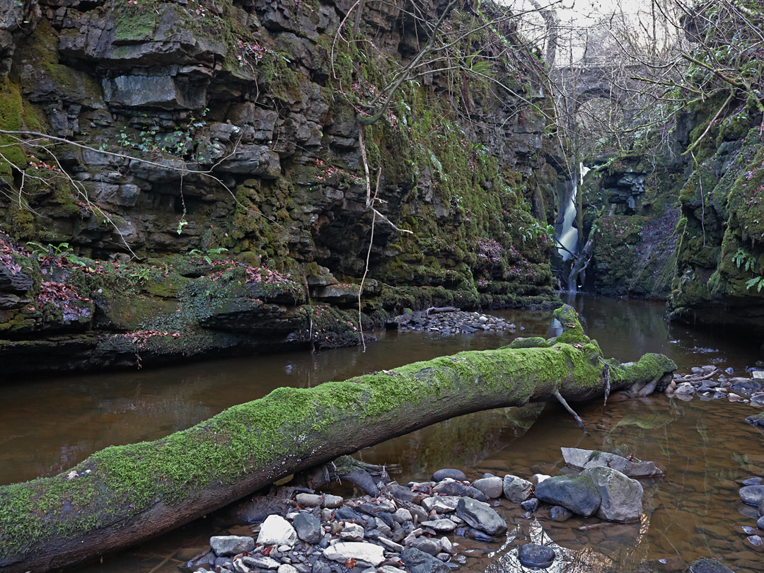 Log below Pwll-y-cwn