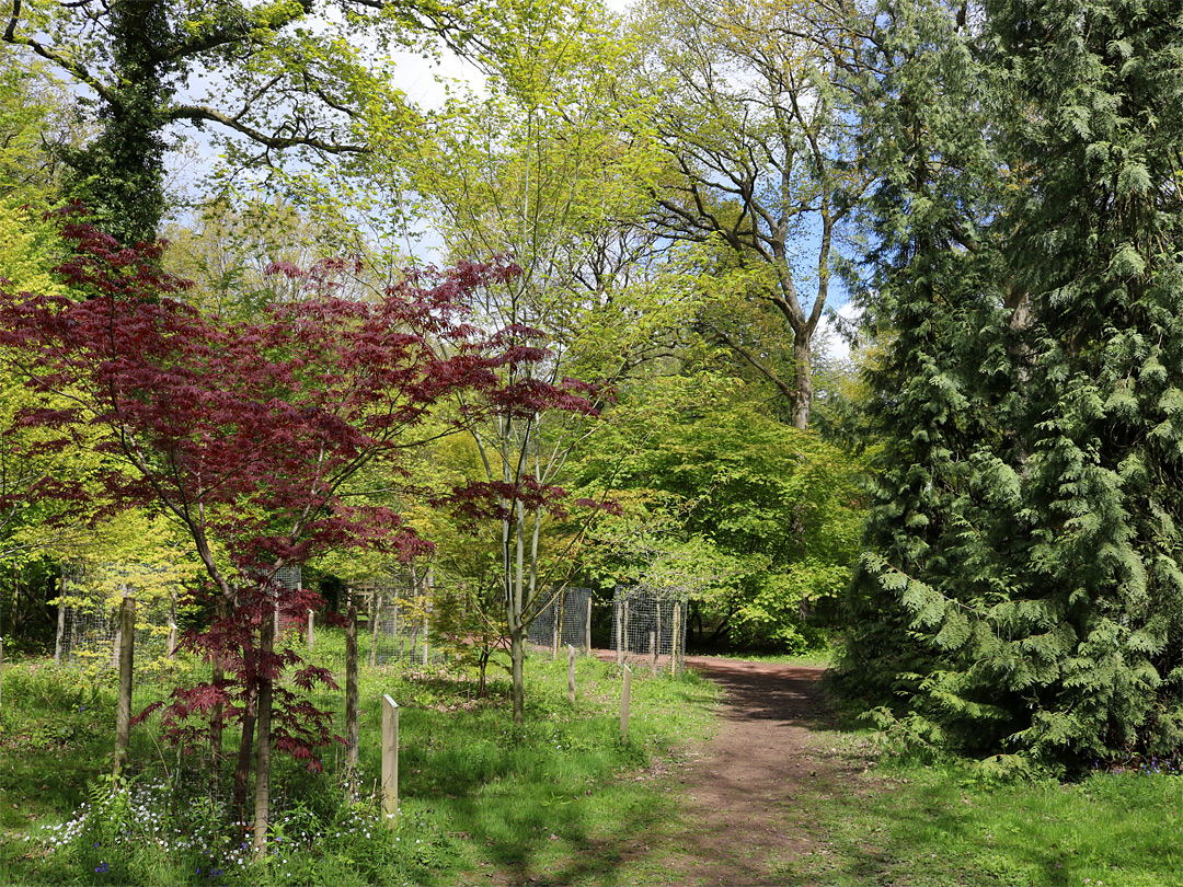 Autumn Garden