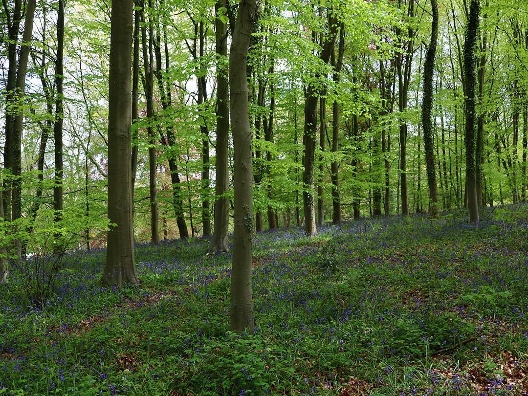 Beech and bluebells