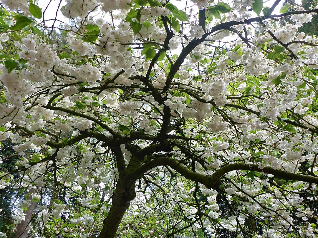 White blossom