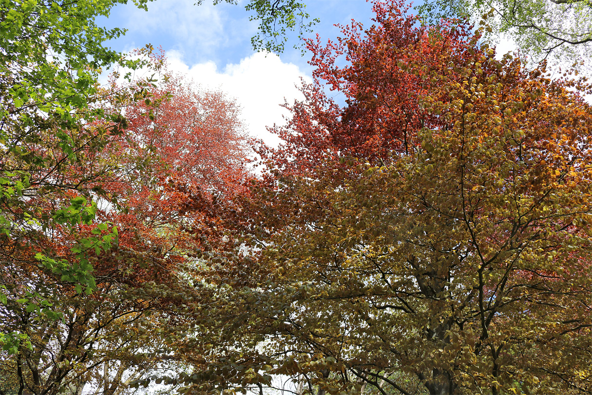 Varied leaf colours