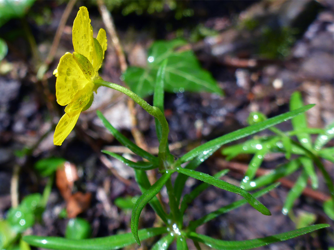 Flower and leaf