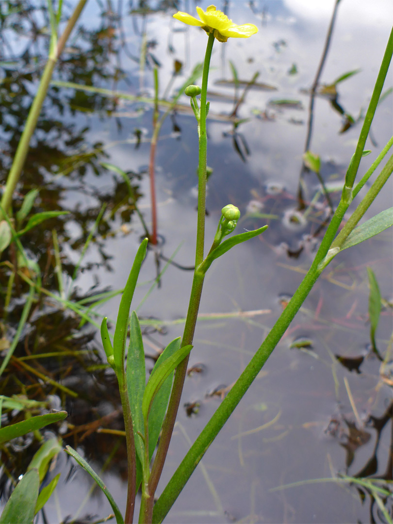 Lesser spearwort