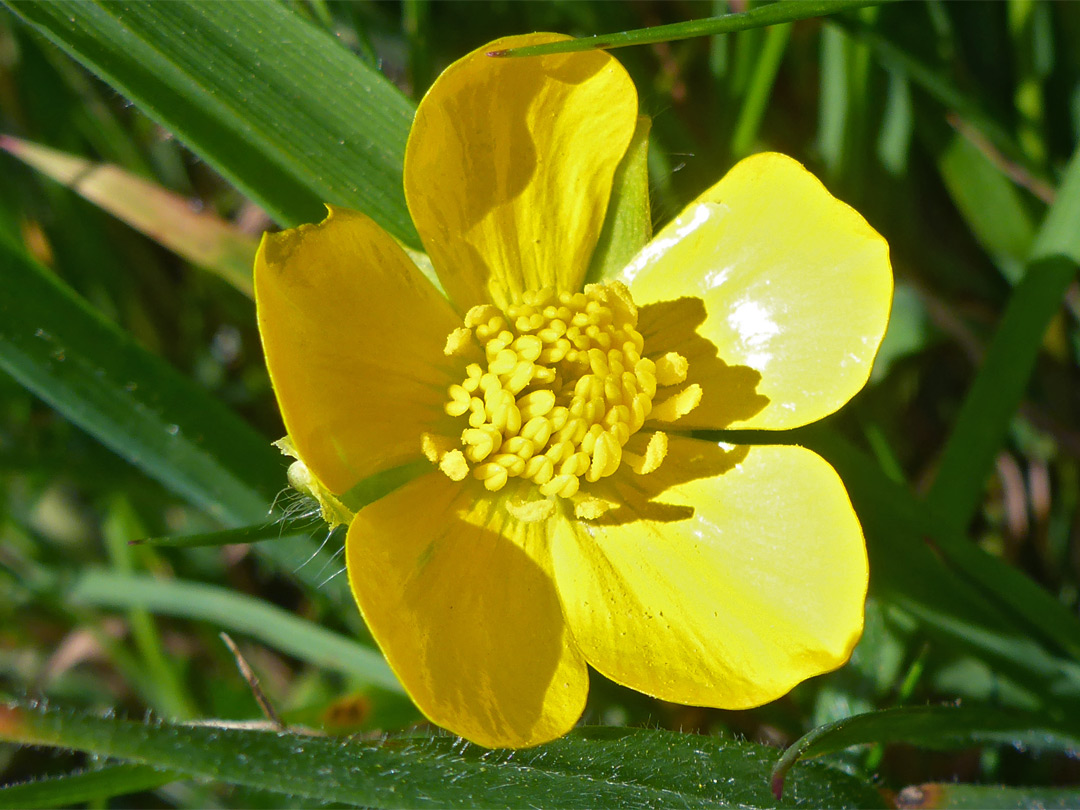 Five-petalled flower