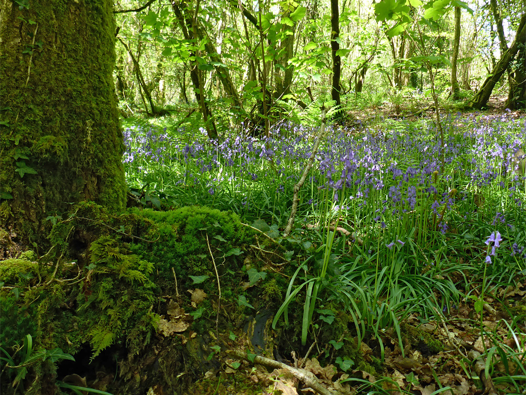 Many bluebells