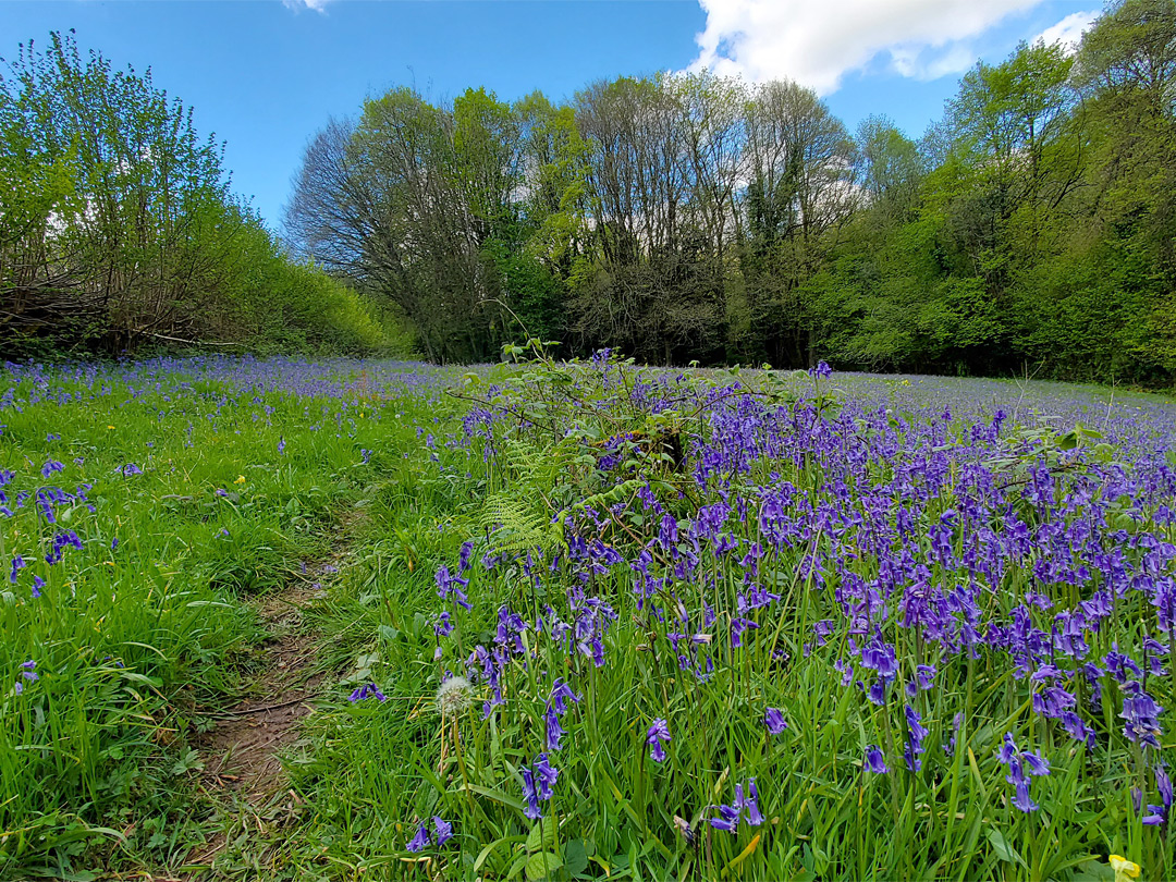 Path past bluebells