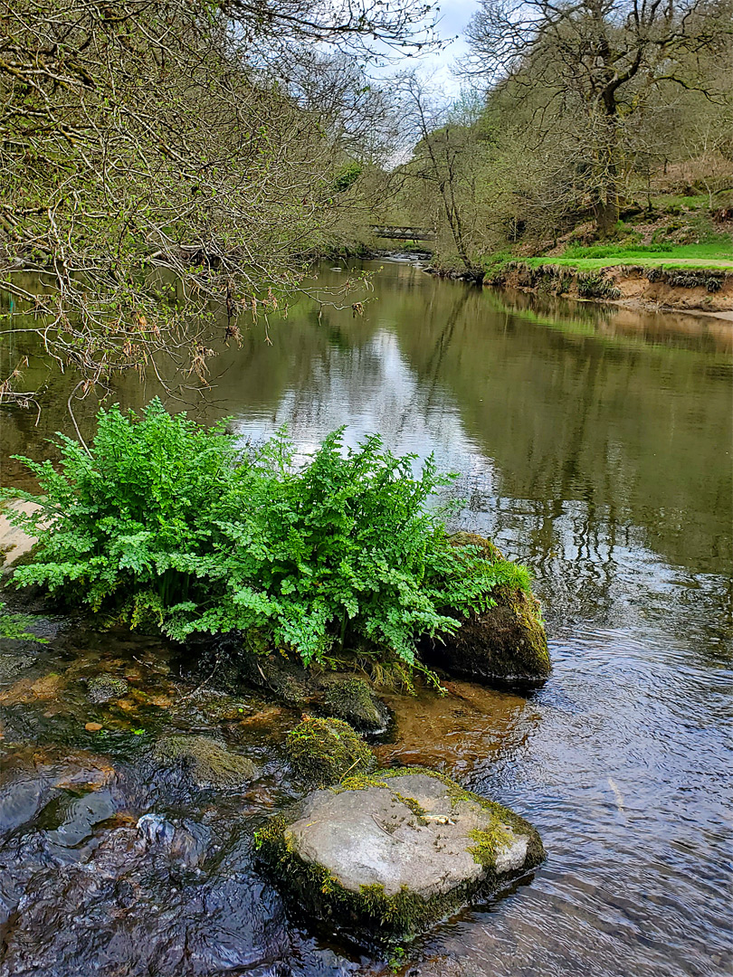 Ferns on a rock