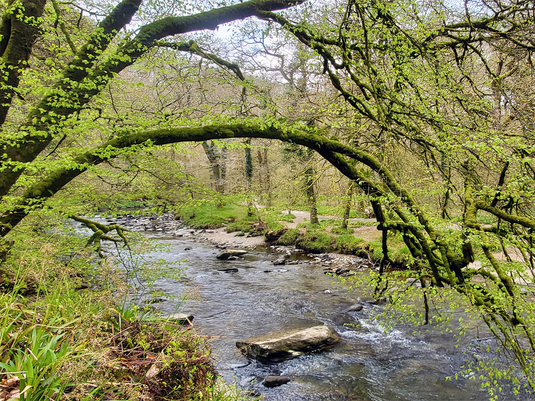 Overhanging branches