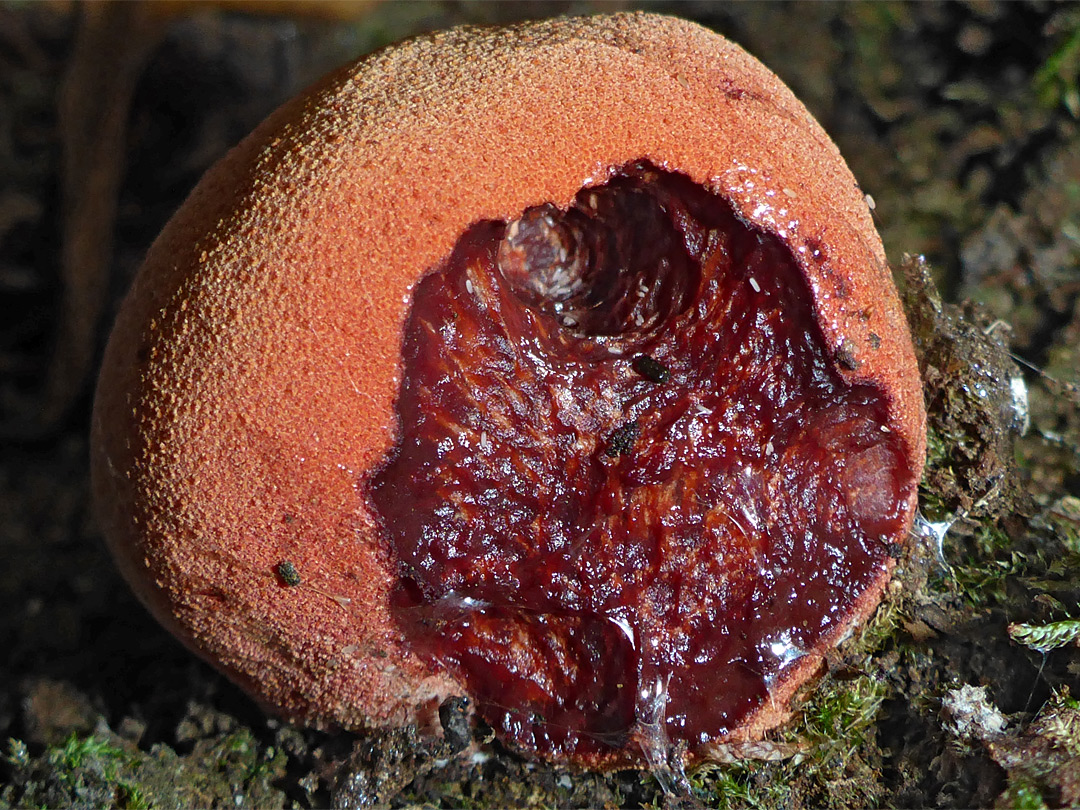 Beefsteak fungus