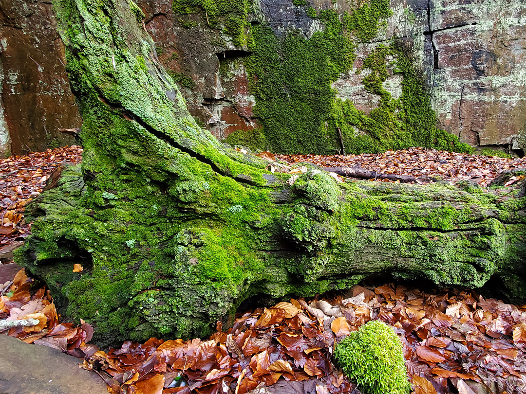 Mossy tree trunk