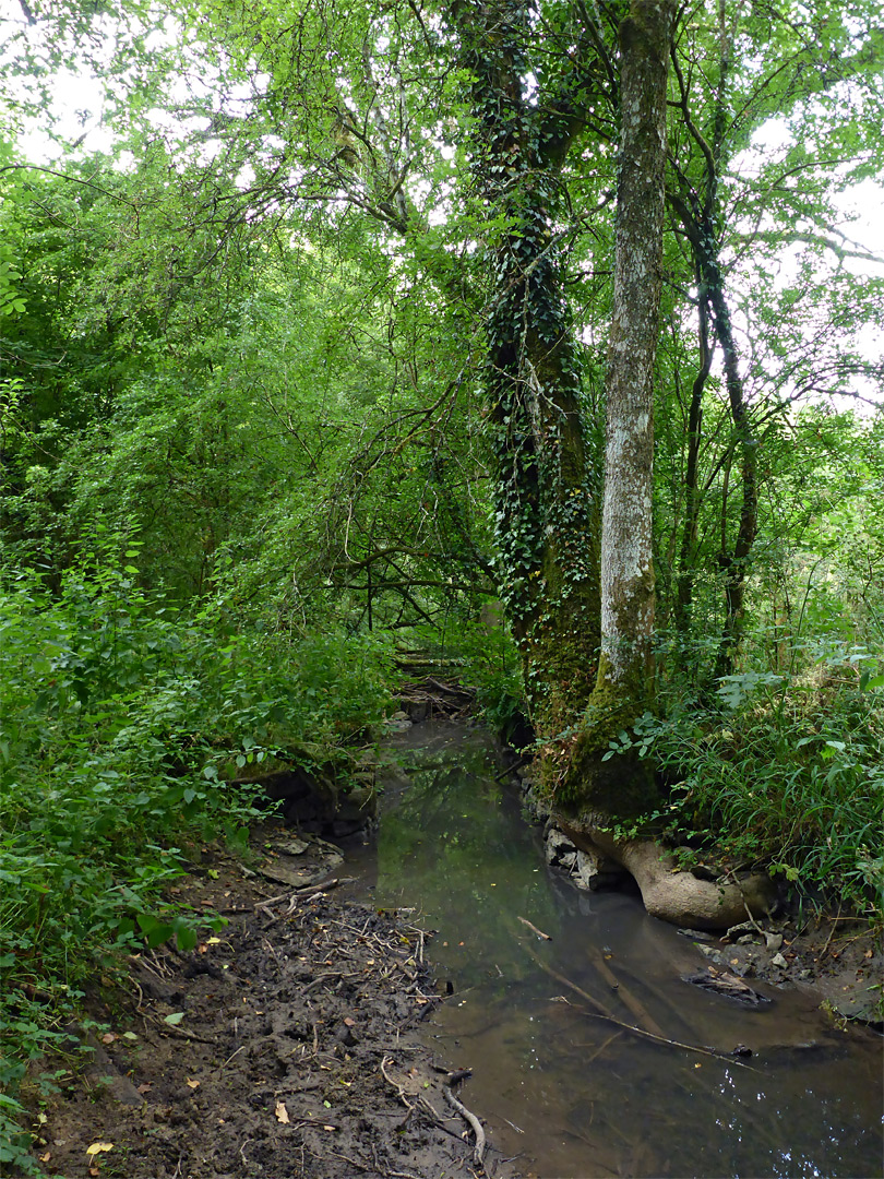 River Frome