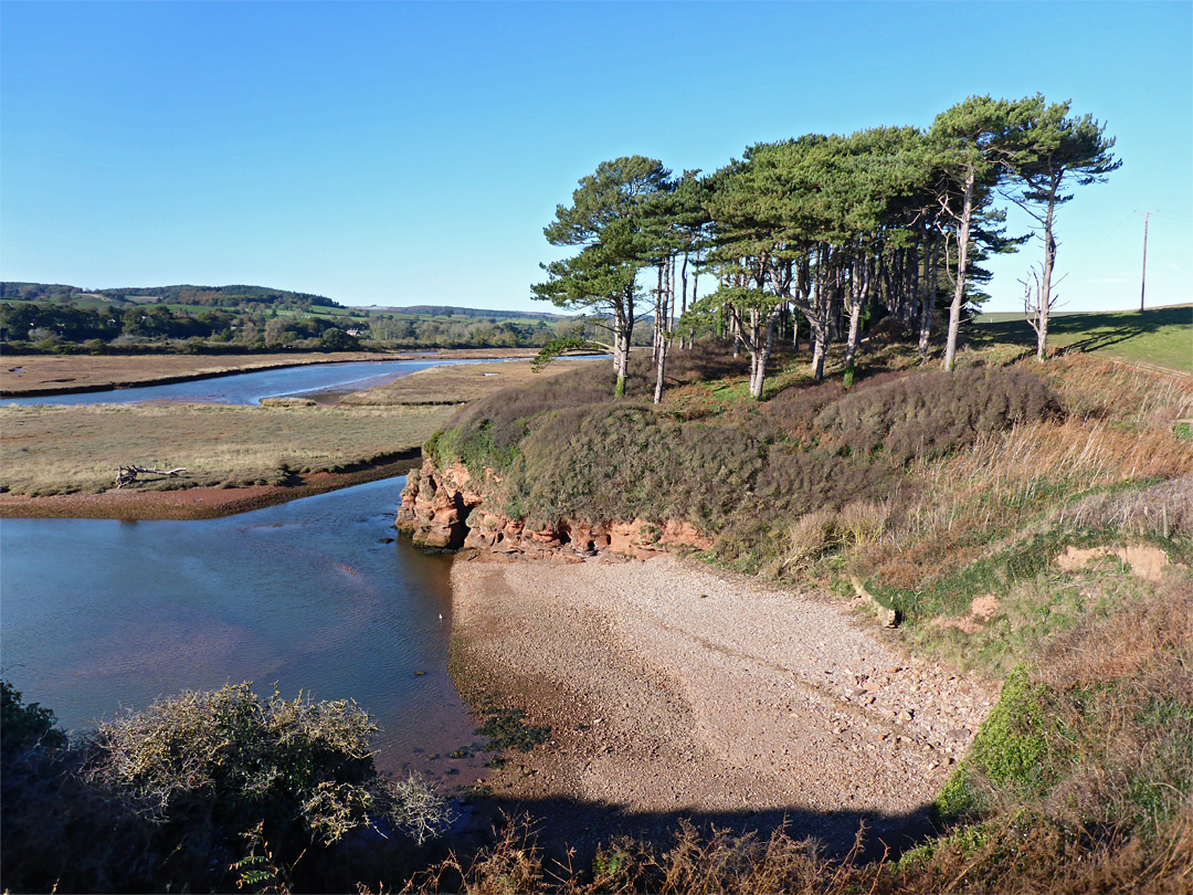 Trees overlooking the estuary