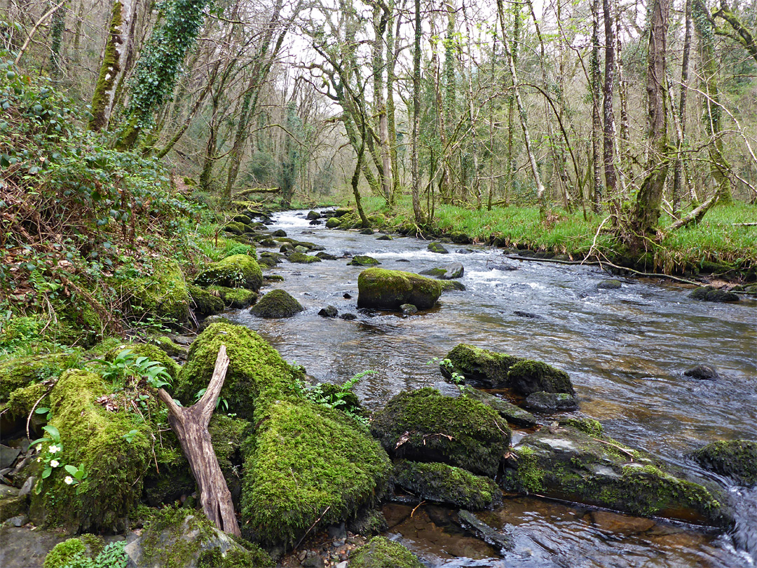 River Webburn