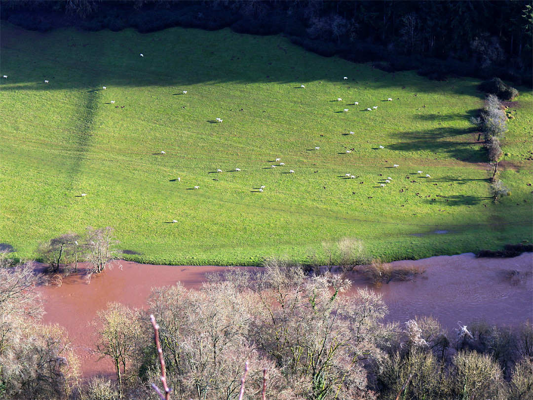 Sheep in a field