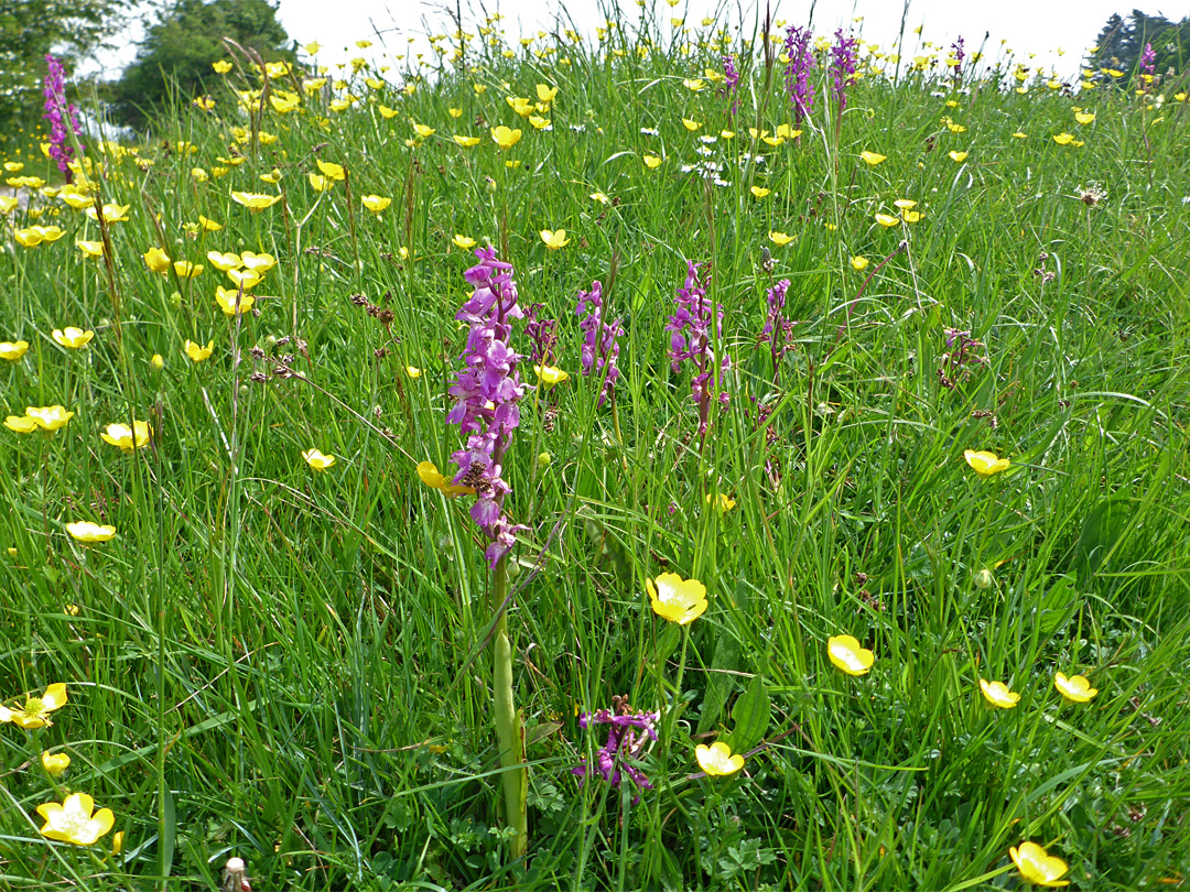 Orchids and buttercups