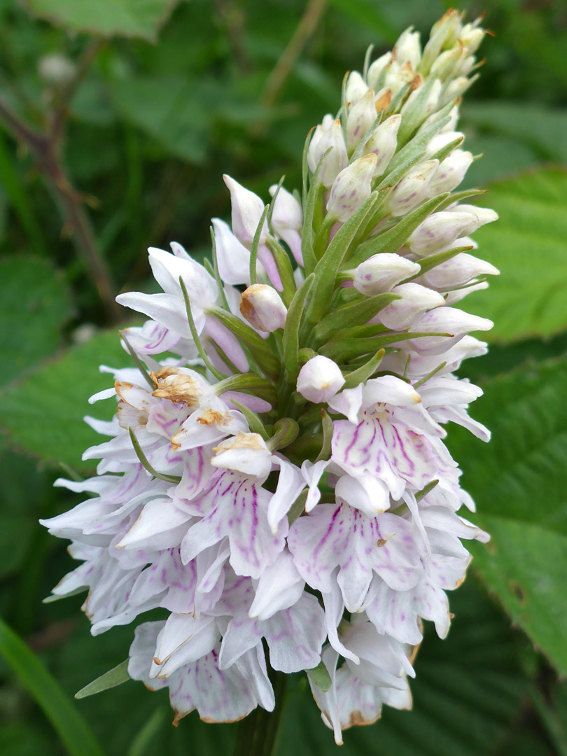 Common spotted orchid