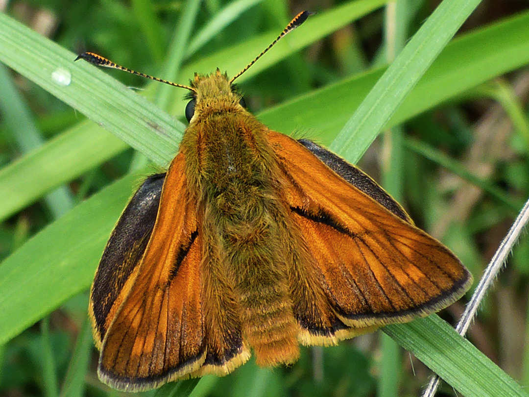 Large skipper