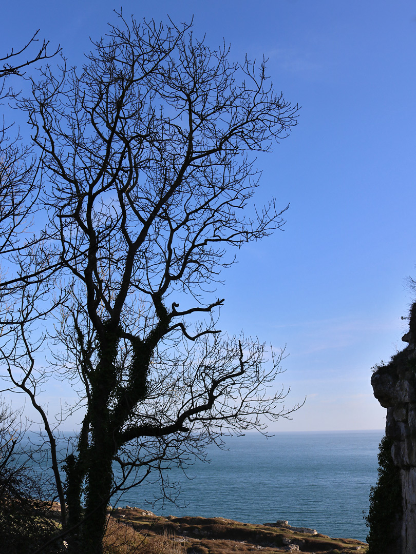 Leafless tree