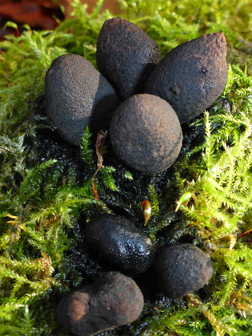 Dead man's fingers