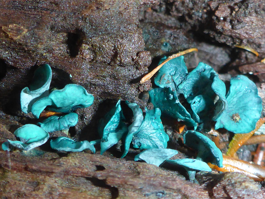 Green elfcup