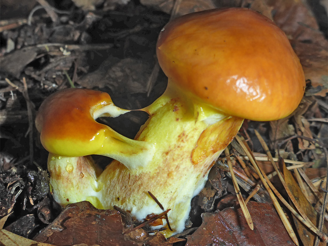 Larch bolete