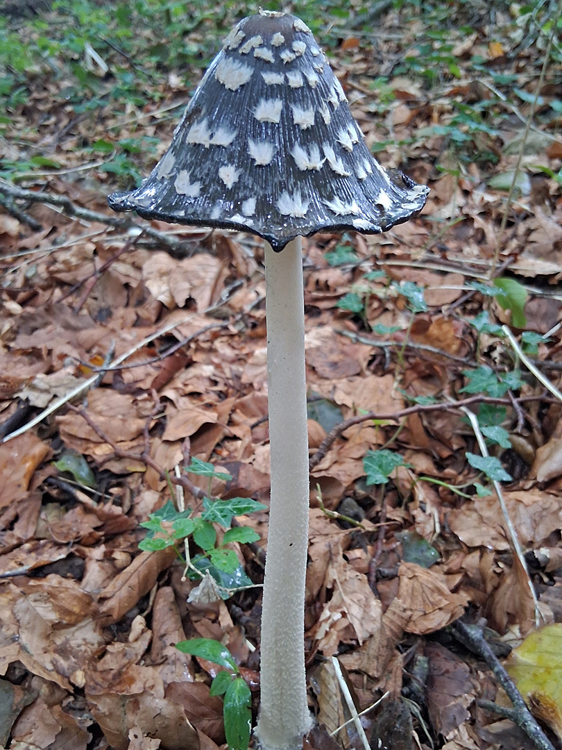 Magpie inkcap