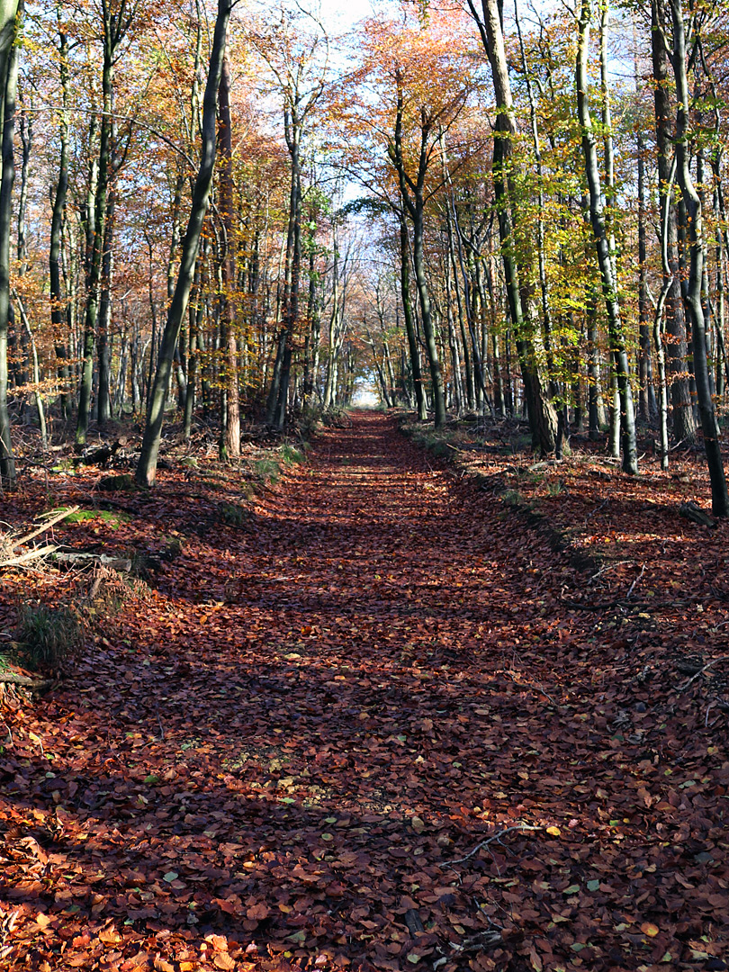 Forest track