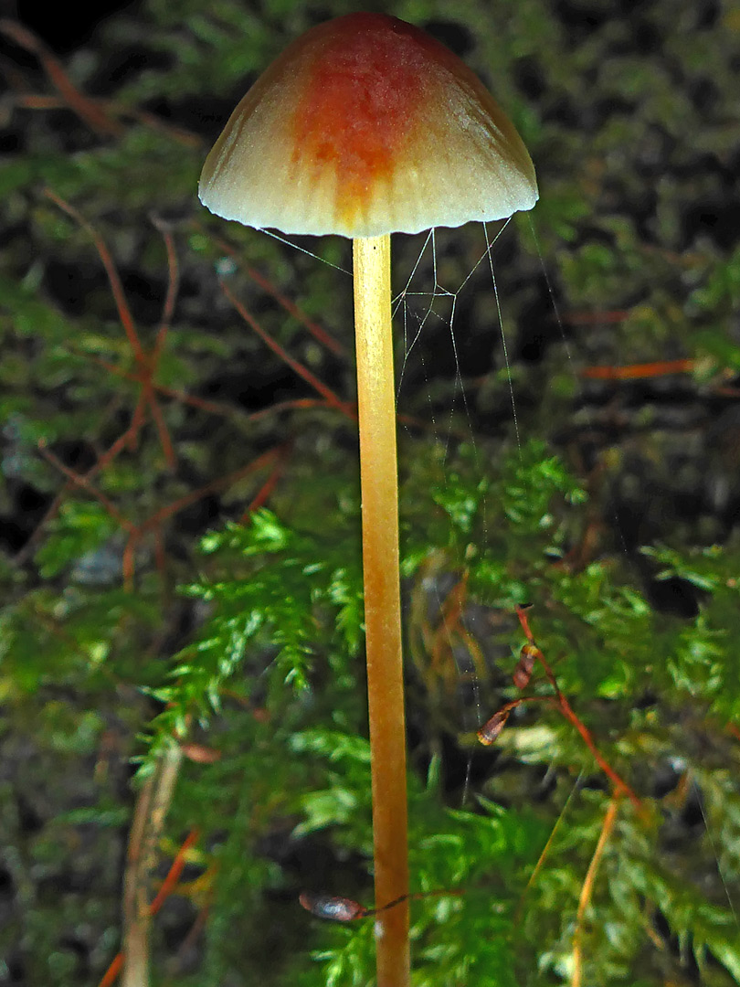 Saffrondrop bonnet