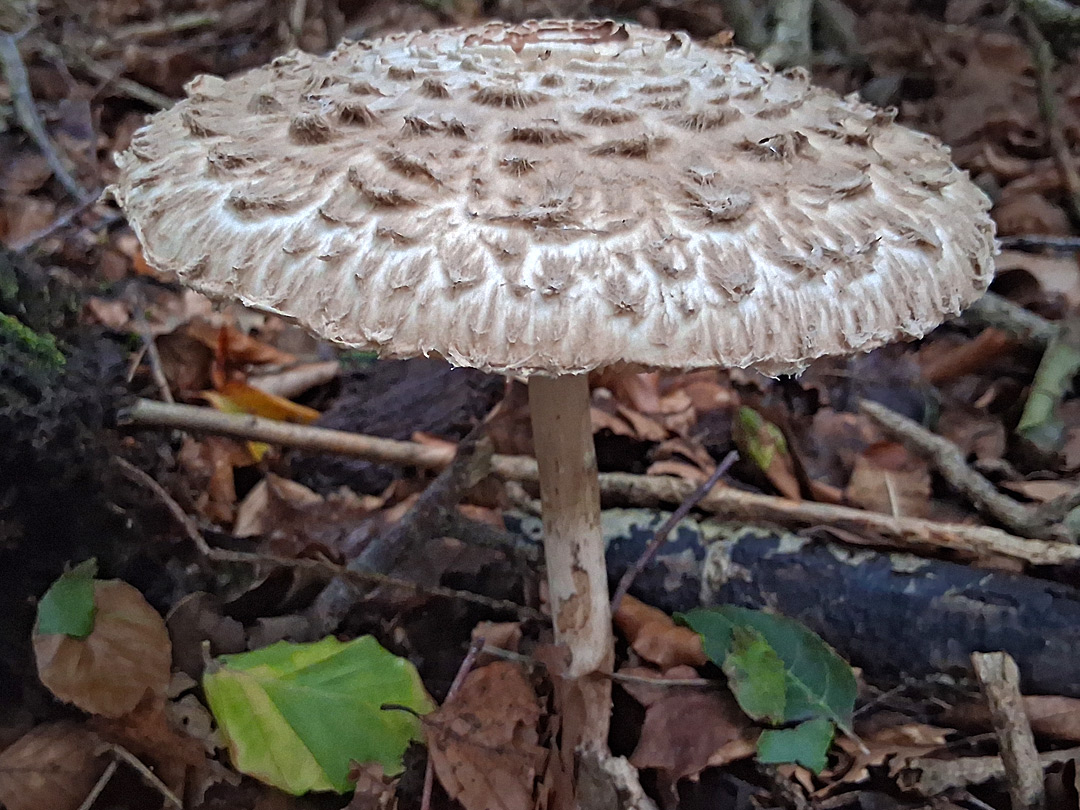 Shaggy parasol