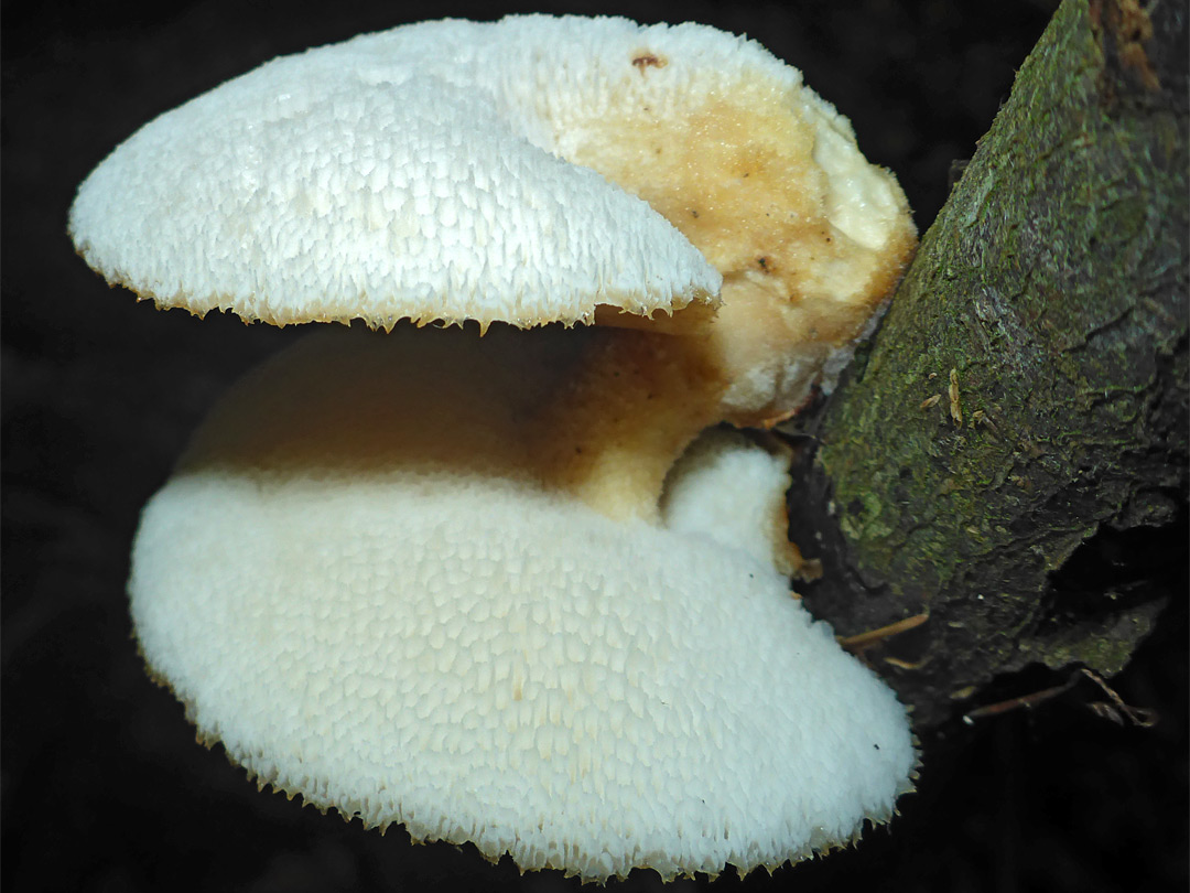 Tuberous polypore