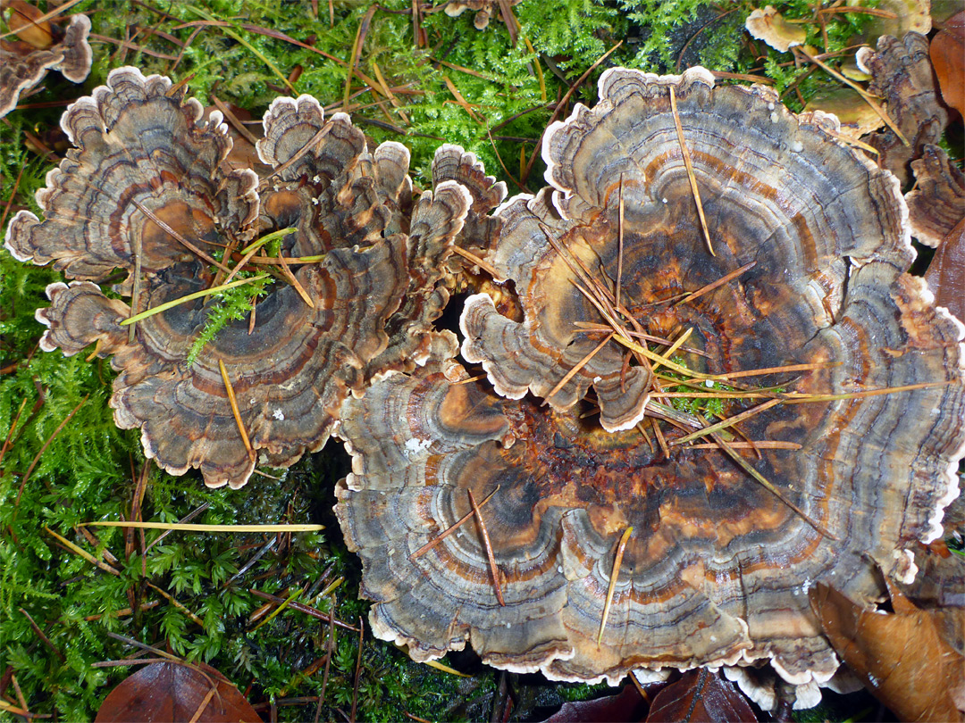 Turkey tail