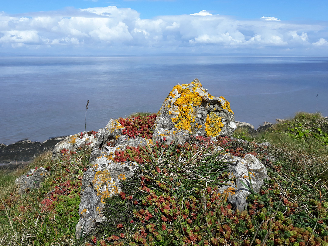 Lichen and stonecrop