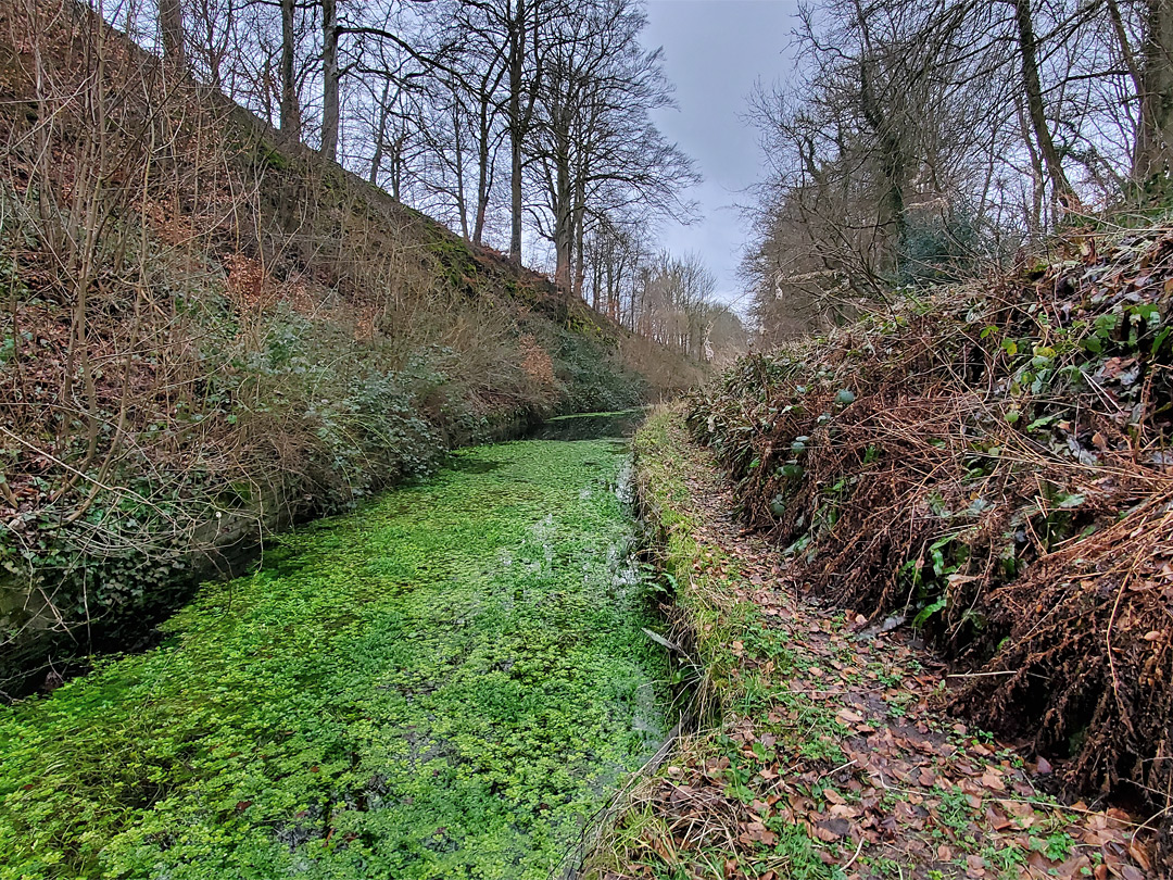 Water plants