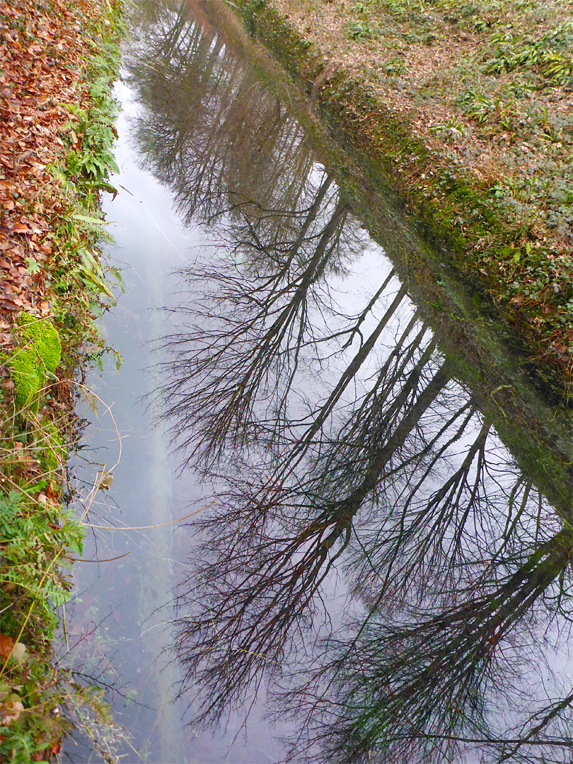 Leafless trees