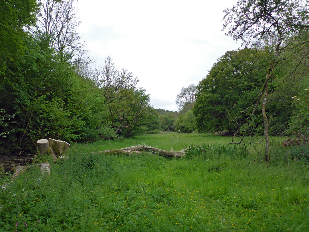 Damp meadow