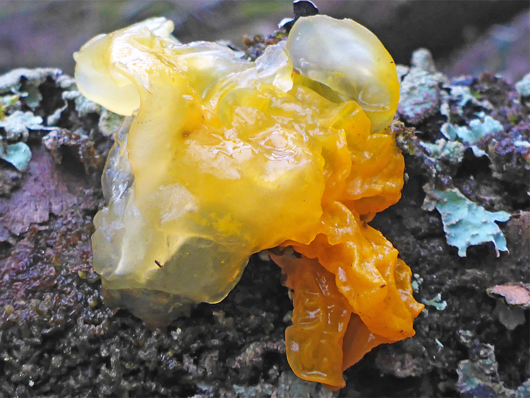 Yellow brain