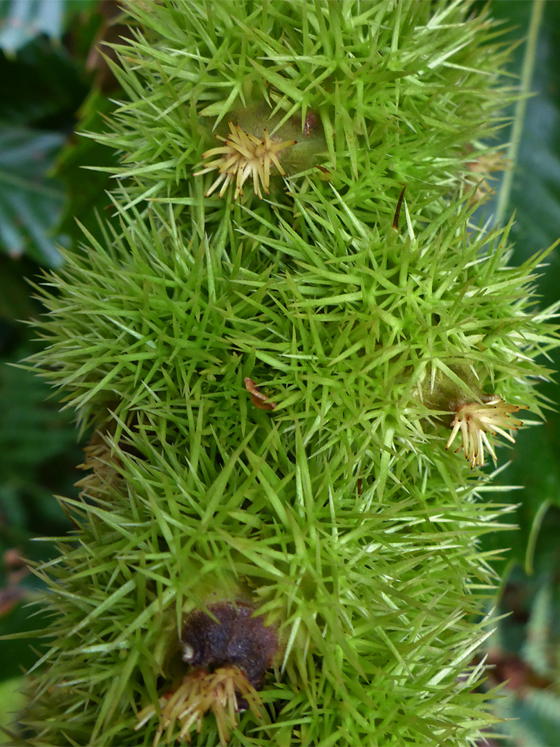 Chestnut spines