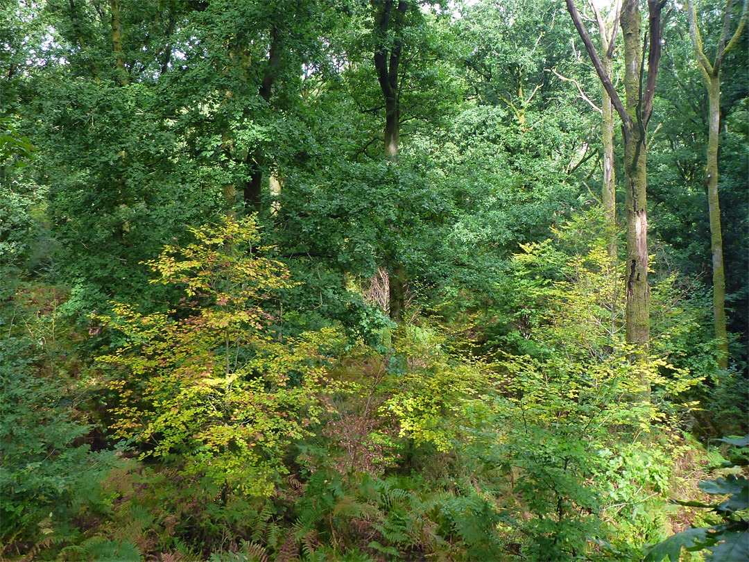 Autumnal leaves