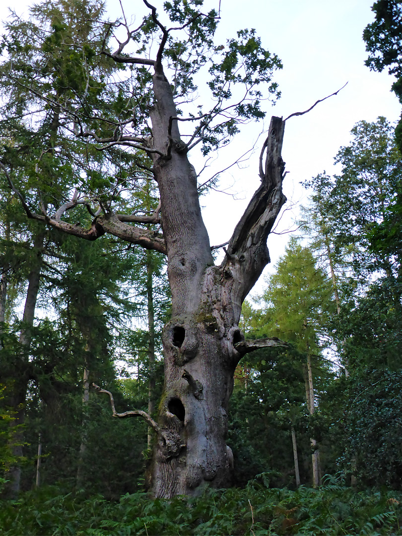 Mostly dead oak