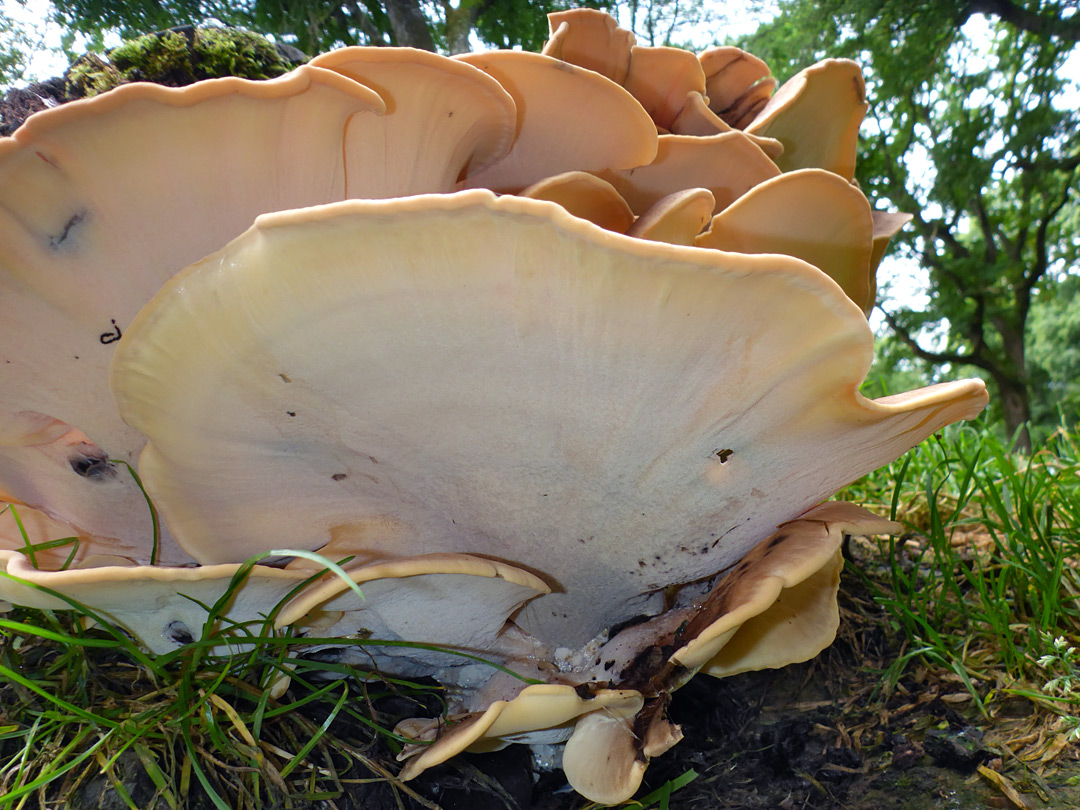 Giant polypore - pores