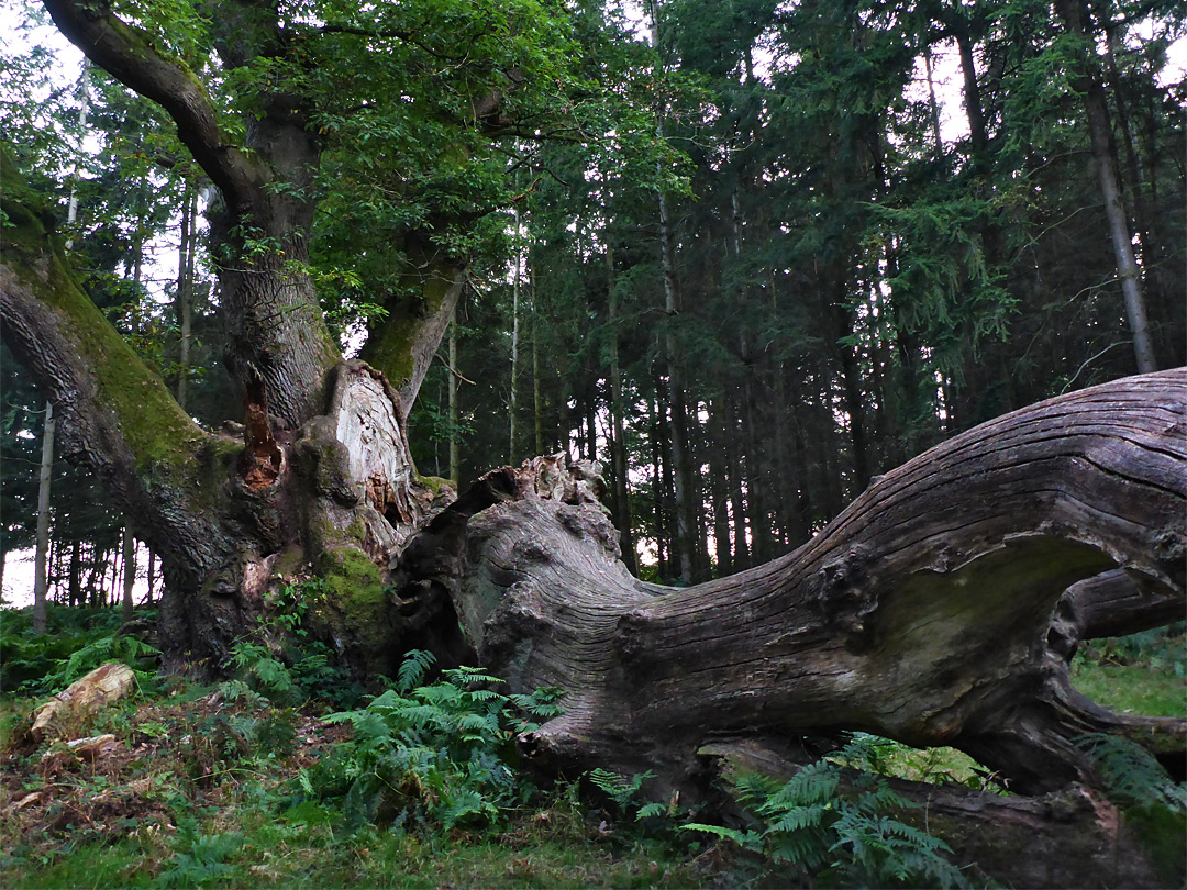 Huge branch