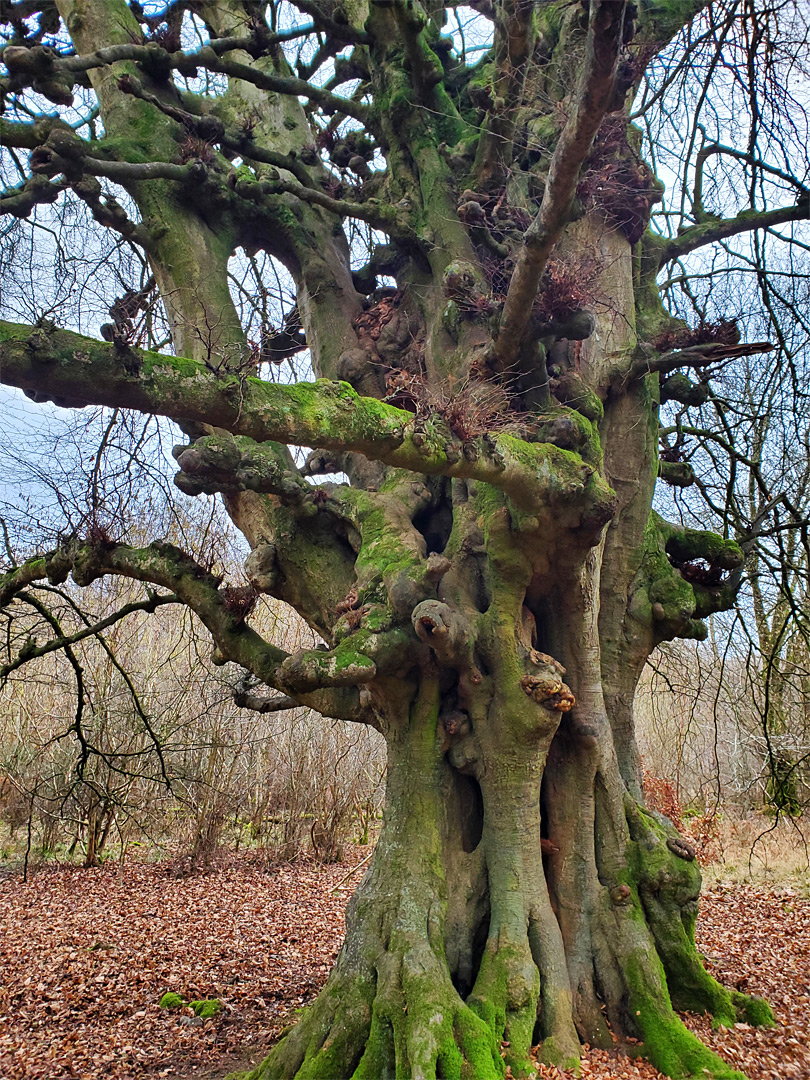 Knobbly beech