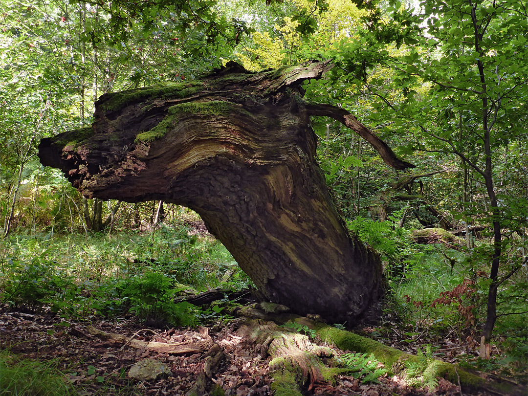 Fallen oak branch