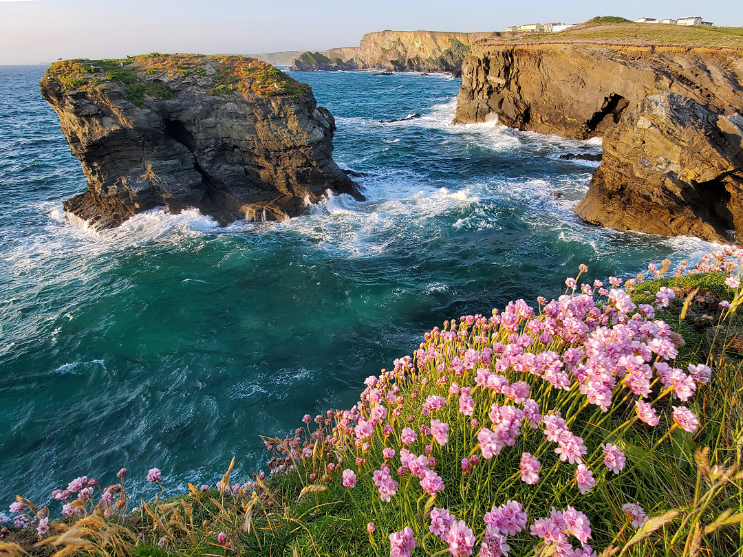 Sea thrift