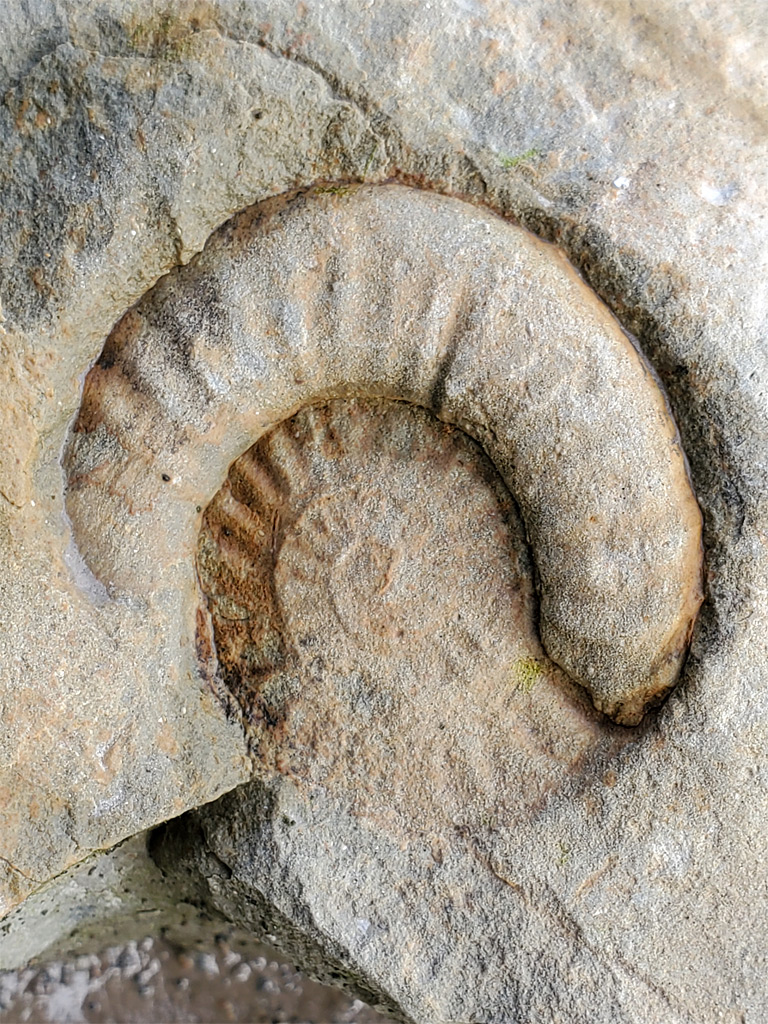 Ammonite