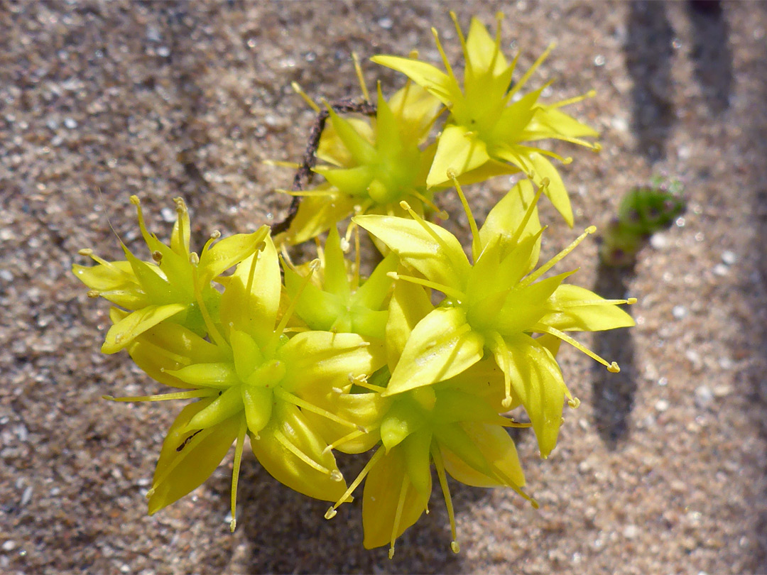 Plant growing on sand