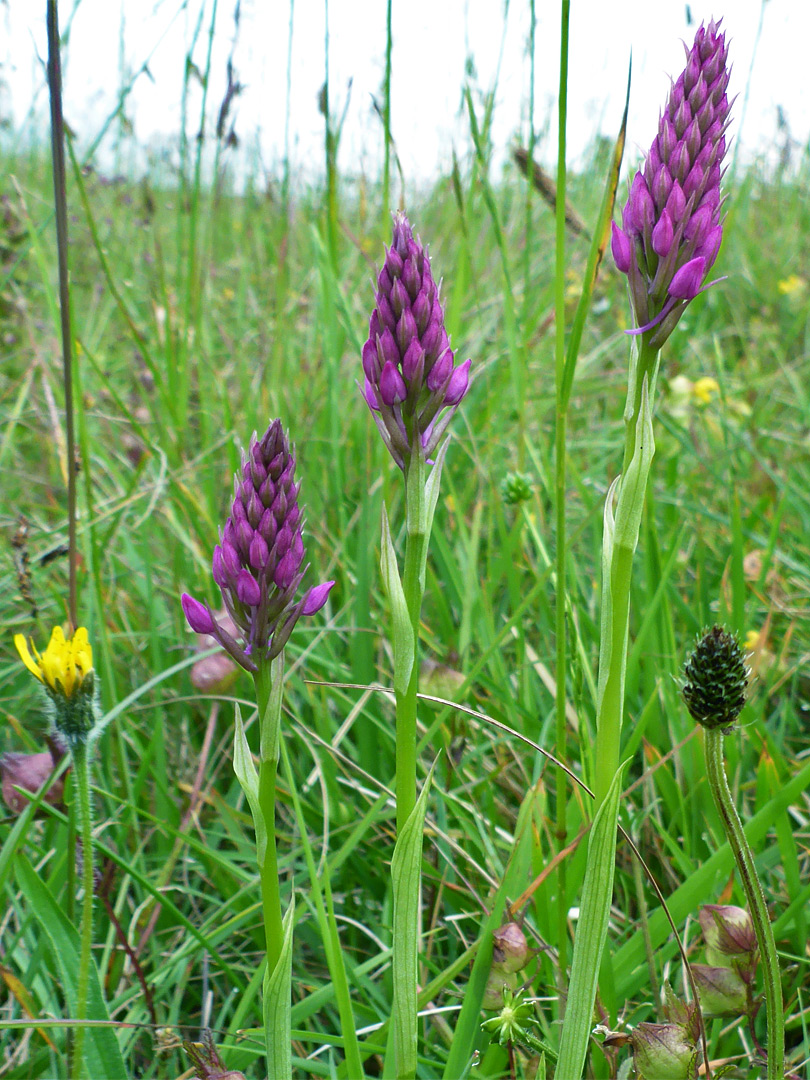 Three orchids